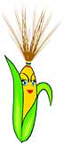 sultry corn