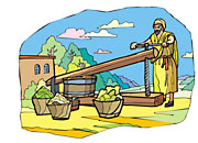 olive oil press