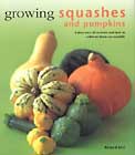 growing squash